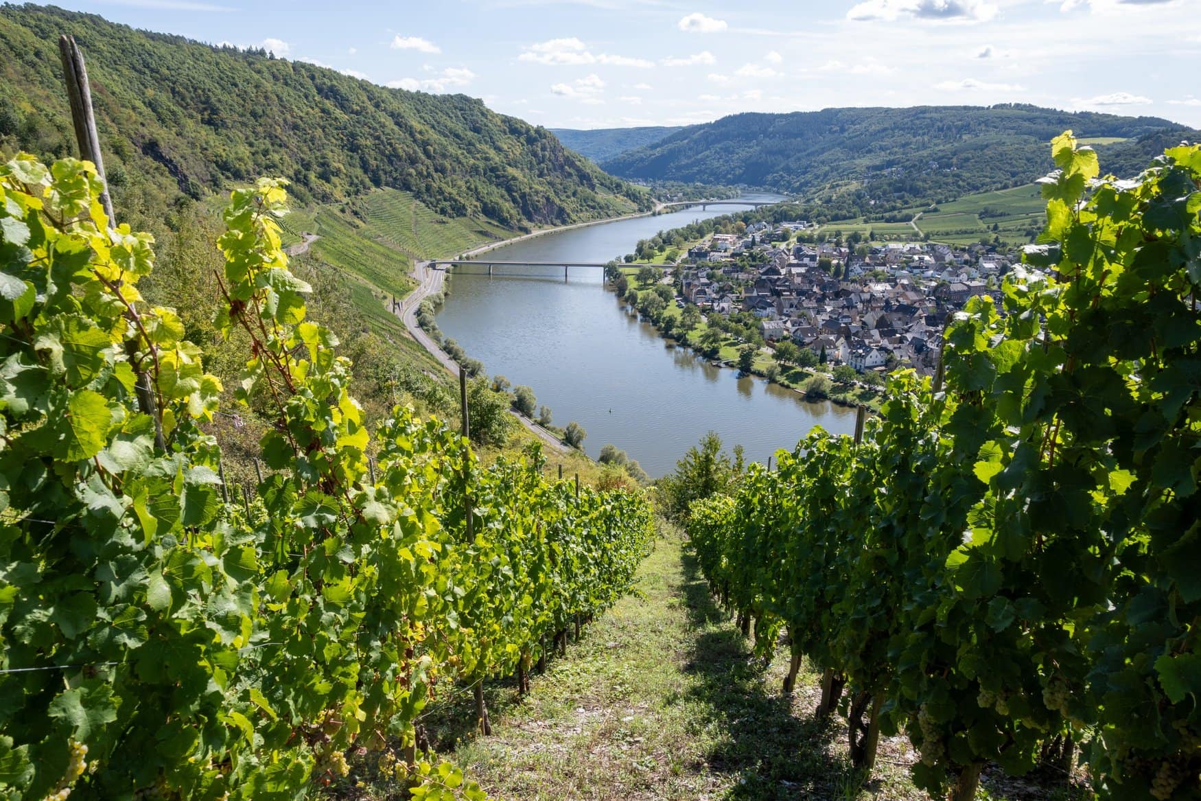 Blick aus einem Weinberg auf eine Moselschleife mit bewaldeten Hängen. Am rechten Ufer liegt ein Ort mit Brücke, links führt die Straße am Fluss entlang.