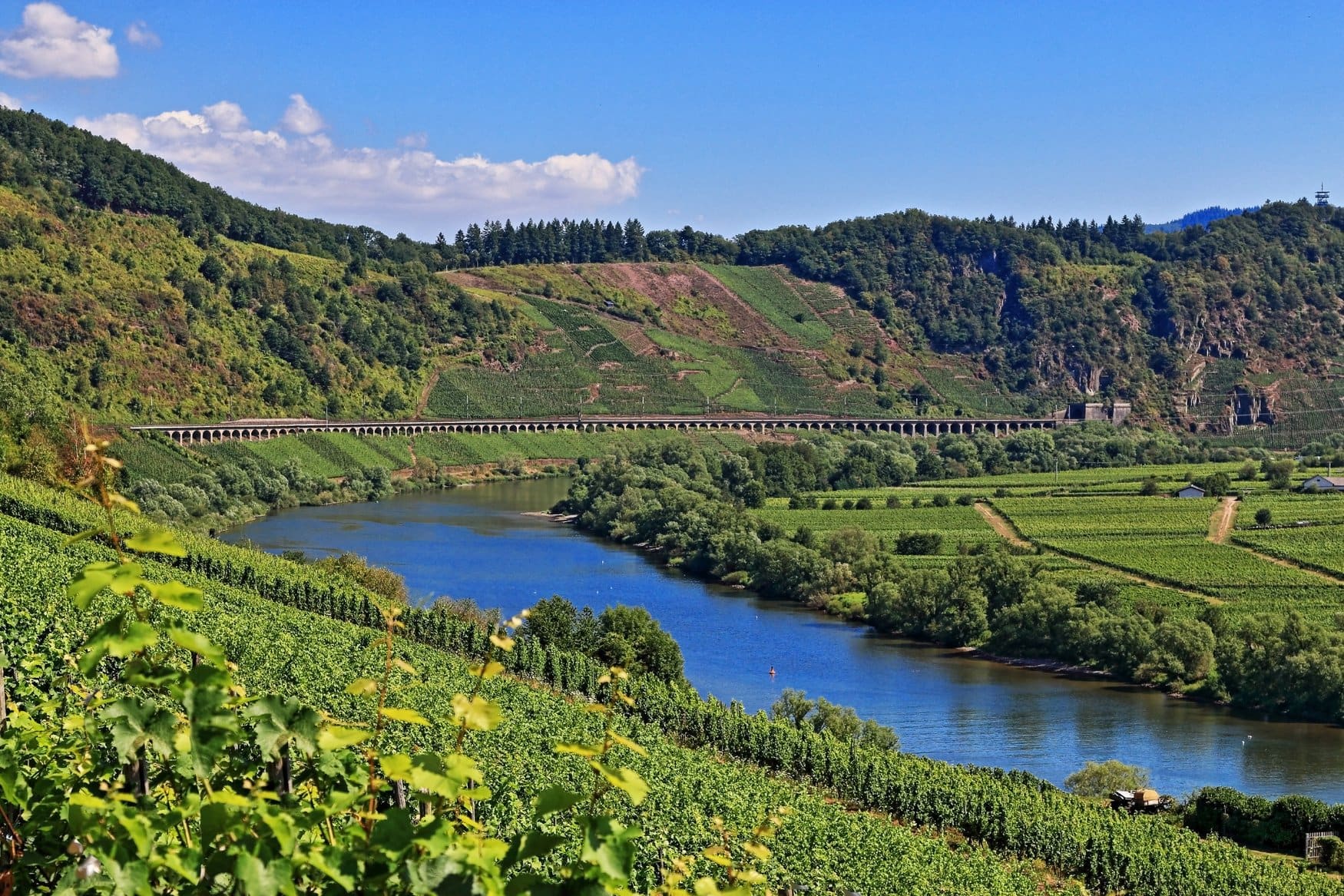 Das Pündericher Hangviadukt zieht sich als lange Bogenbrücke am Hang durch das Moseltal. Davor liegen Weinberge und Rebflächen, im Vordergrund der Fluss.