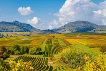 Weinberge in der Pfalz.