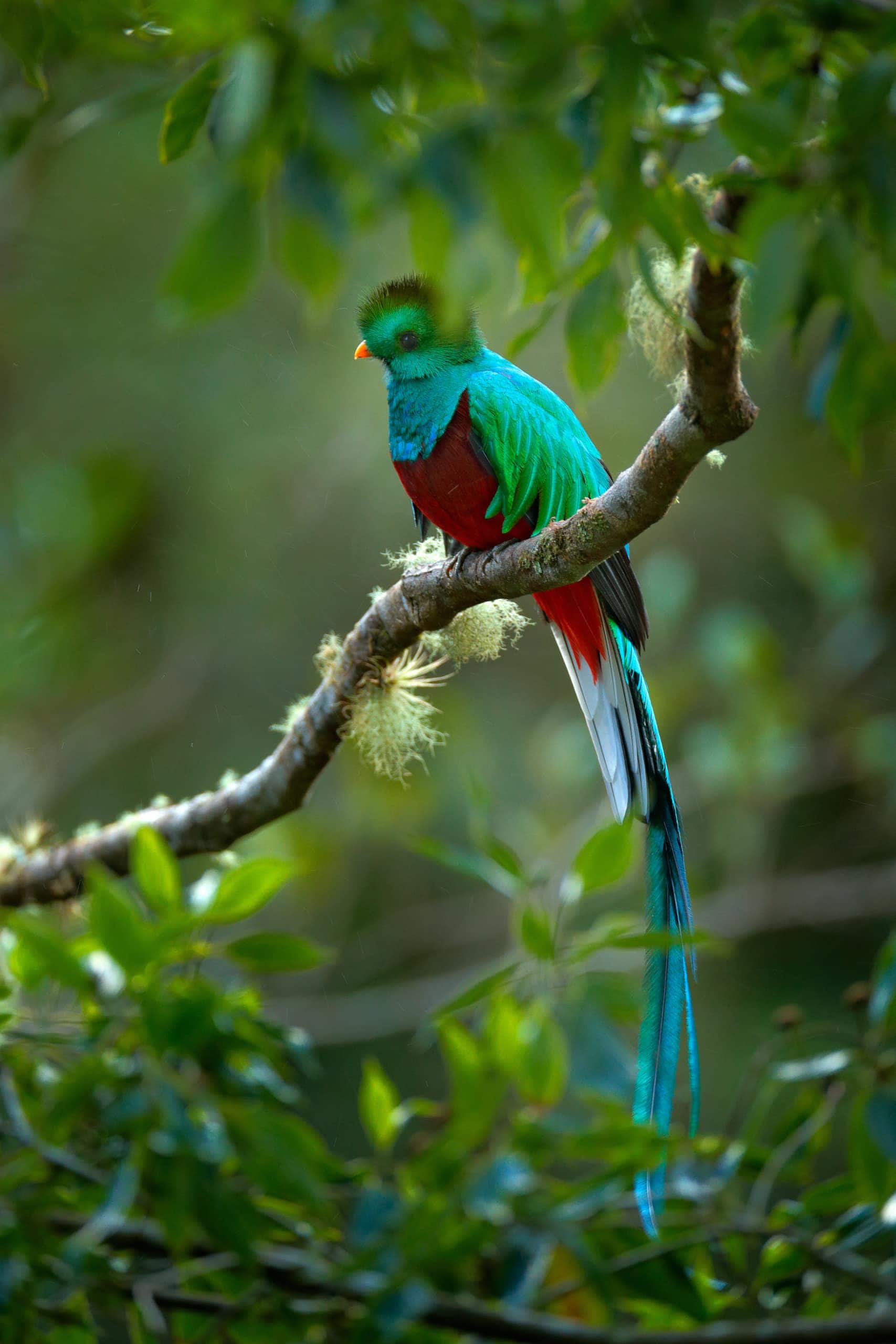 Türkisfarbener Quetzal sitzt zwischen Ästen in Panama