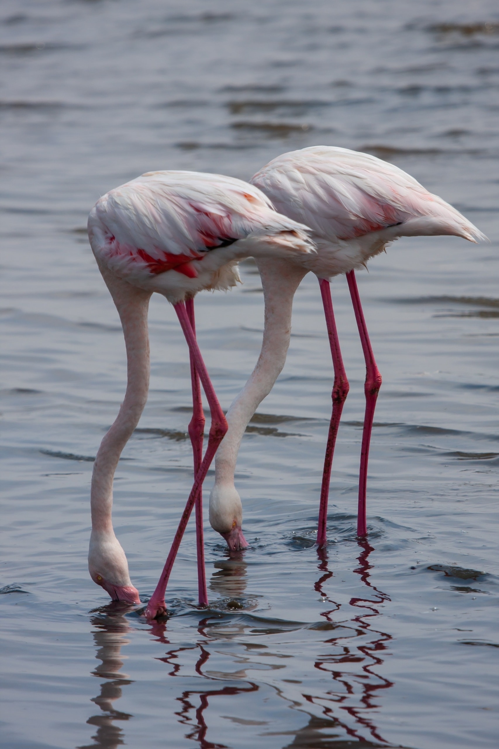 Flamingos Al Quadra Lakes