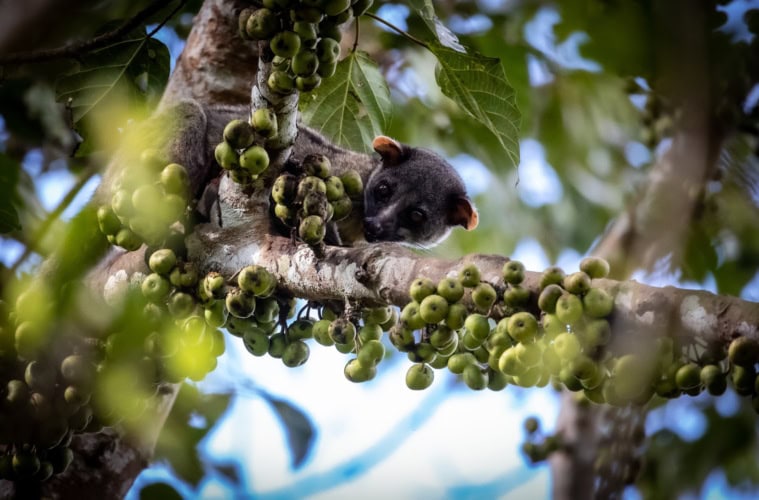 Eine Schleichkatze auf einem Baum.