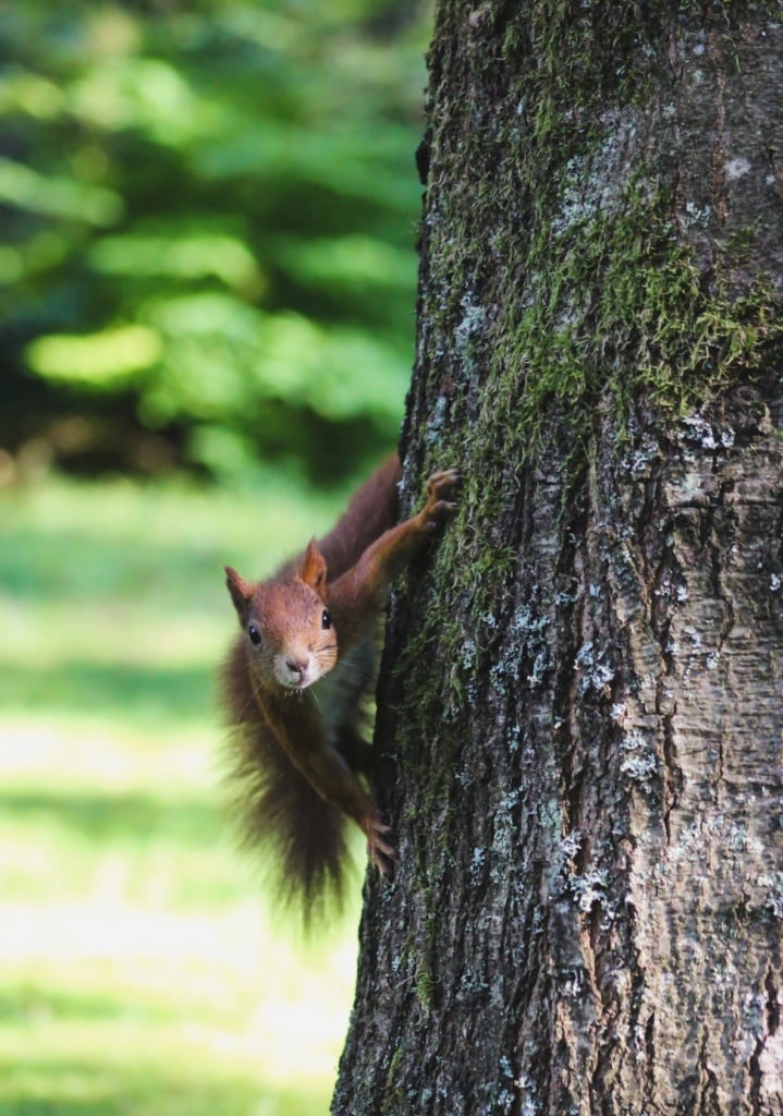 Eichhörnchen an Baum