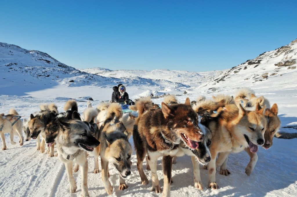 Schlittenhund galoppieren durch die Landschaft in Grönland