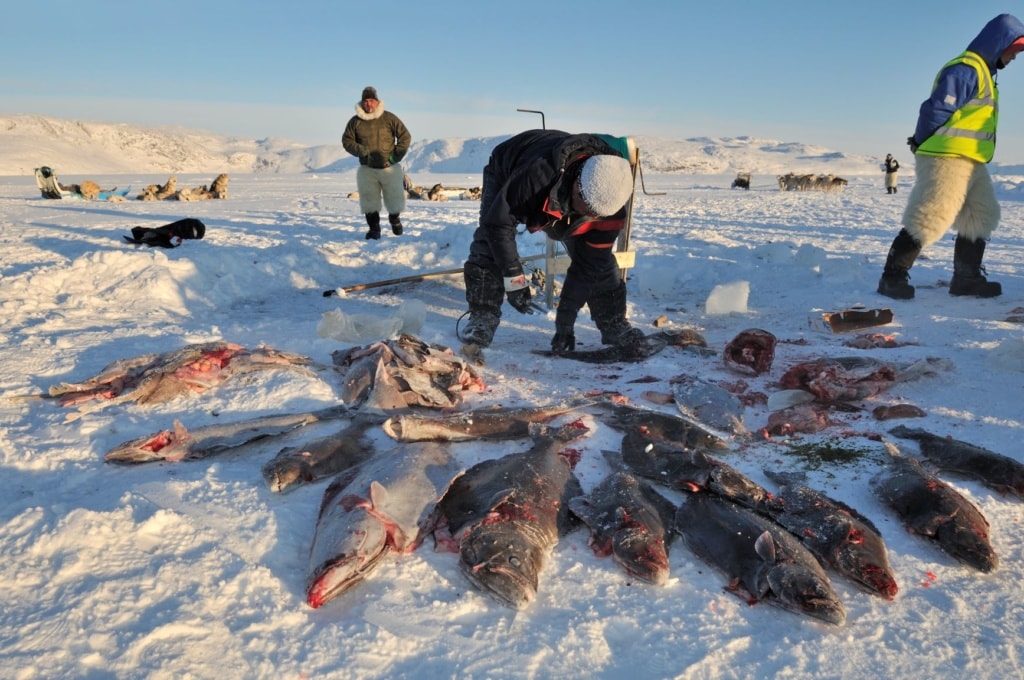 Inuit auf Grönland mit ihrem Fischfang