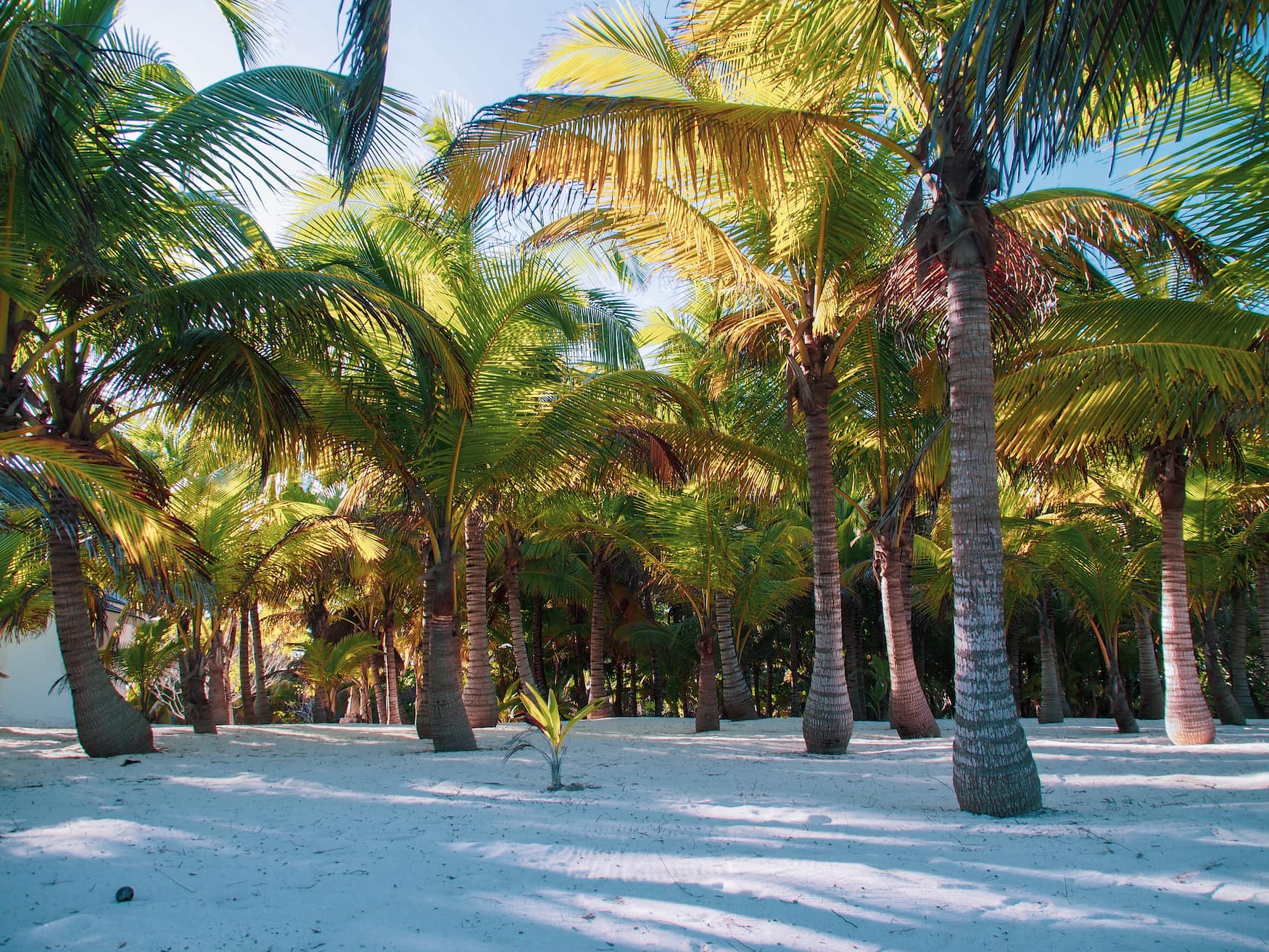 Palmen am Strand von Akumal in Mexiko