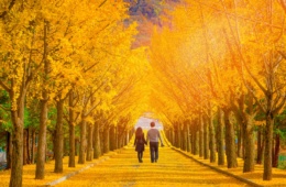 Paar geht entlang einer Allee in Korea