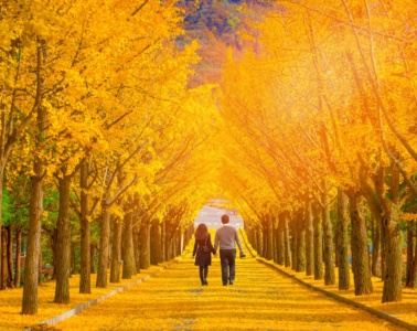 Paar geht entlang einer Allee in Korea