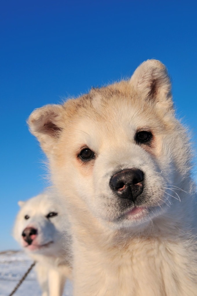 Schlittenhunde auf Grönland