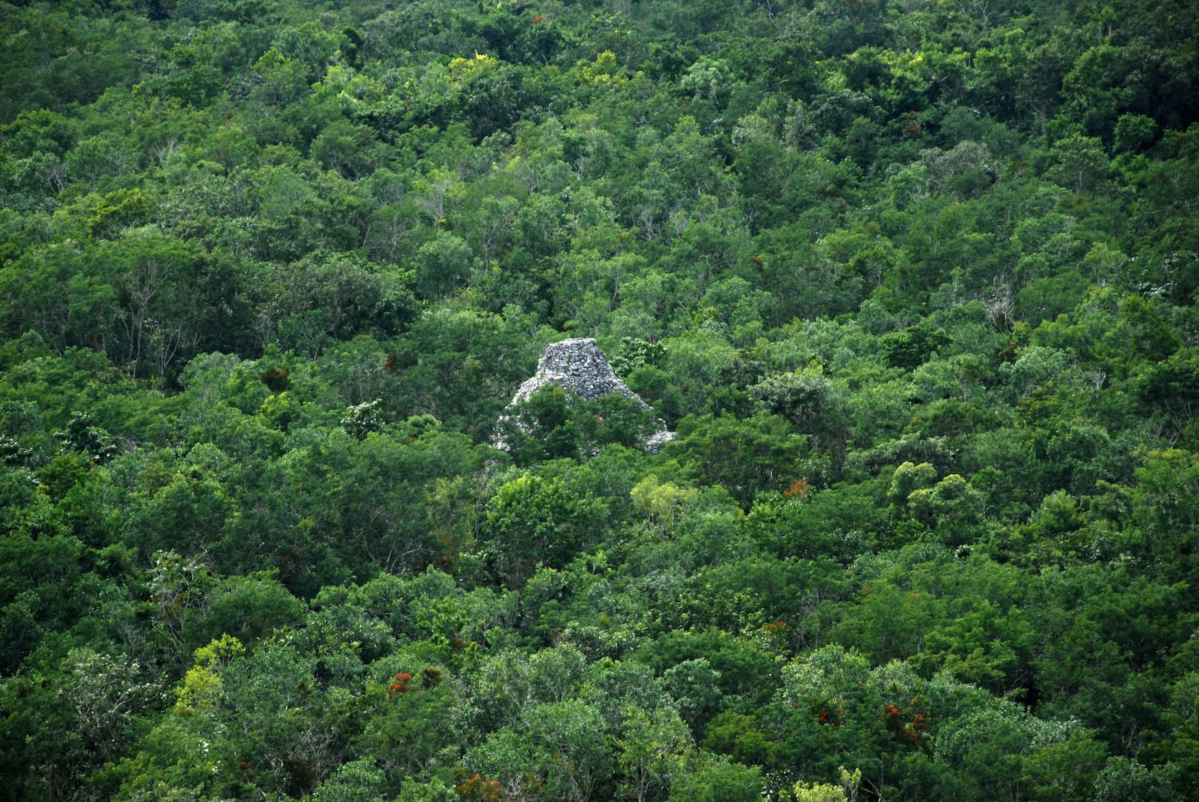 Die Pyramiden-Spitze von Coba guckt aus Blätterdach