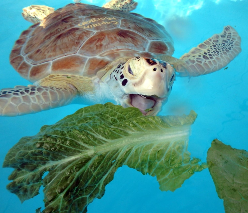 Florida Keys: Meeresschildkröte isst Salat im Wasser