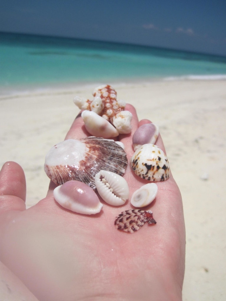 Ein Strandspaziergang auf den Philippinen bringt tolle Schätze hervor – nur mit nach Hause nehmen darf man die gesammelten Muscheln leider oft nicht.