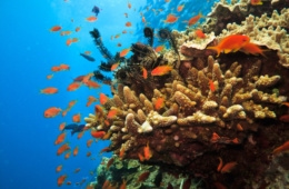 Das Great Barrier Reef ist eines der am geschütztesten Riffe der Welt.