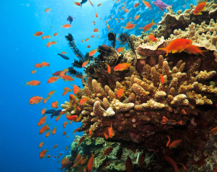Das Great Barrier Reef ist eines der am geschütztesten Riffe der Welt.