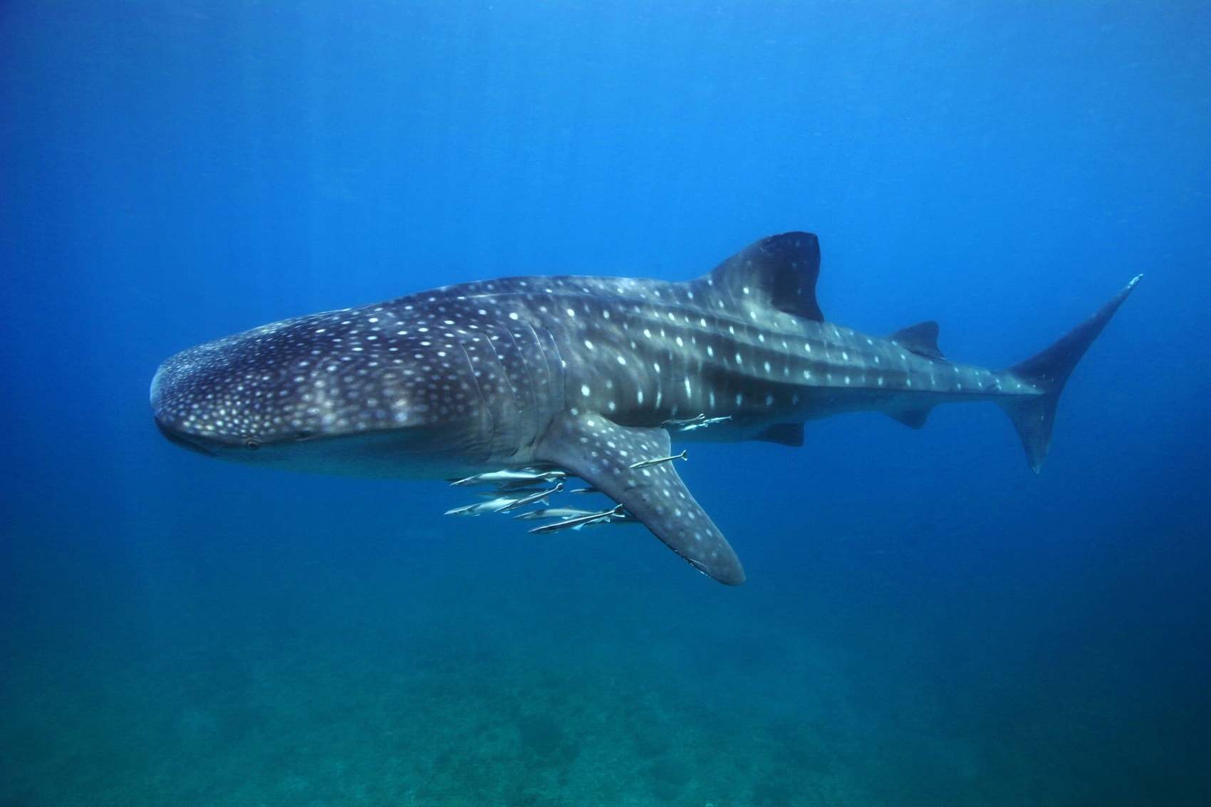 Китовая акула в Красном море