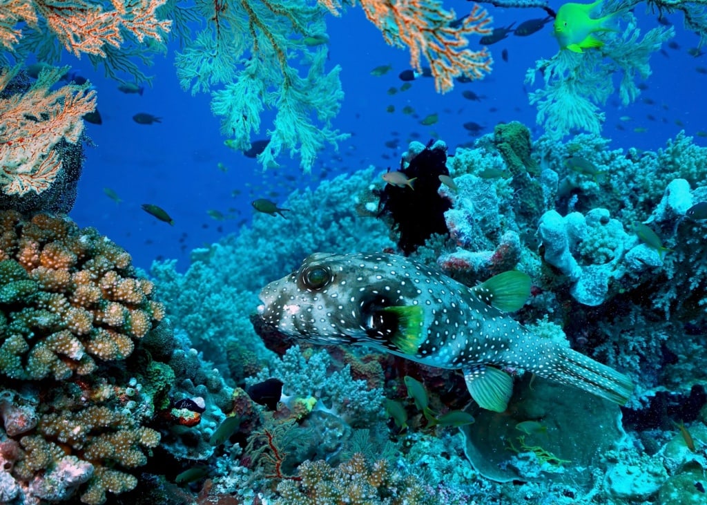 Das Tabbutaha-Riff auf den Philippinen ist eines der Unesco Welterbestätten des Inselparadieses.
