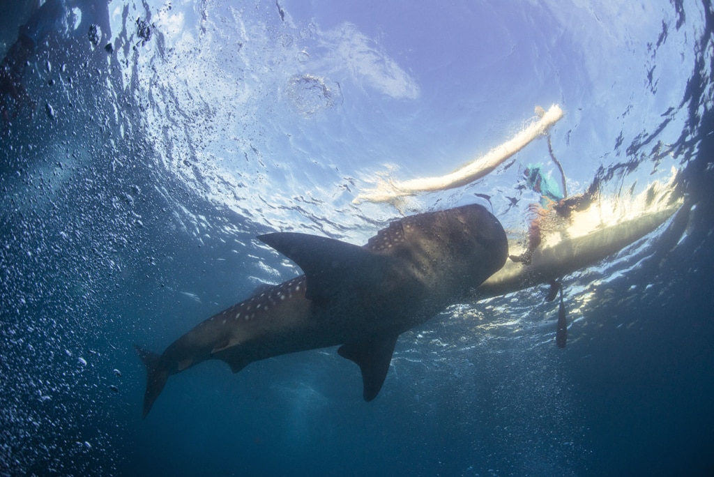 Walhai an der Oberfläche, Oslop, Negros, Philippinen