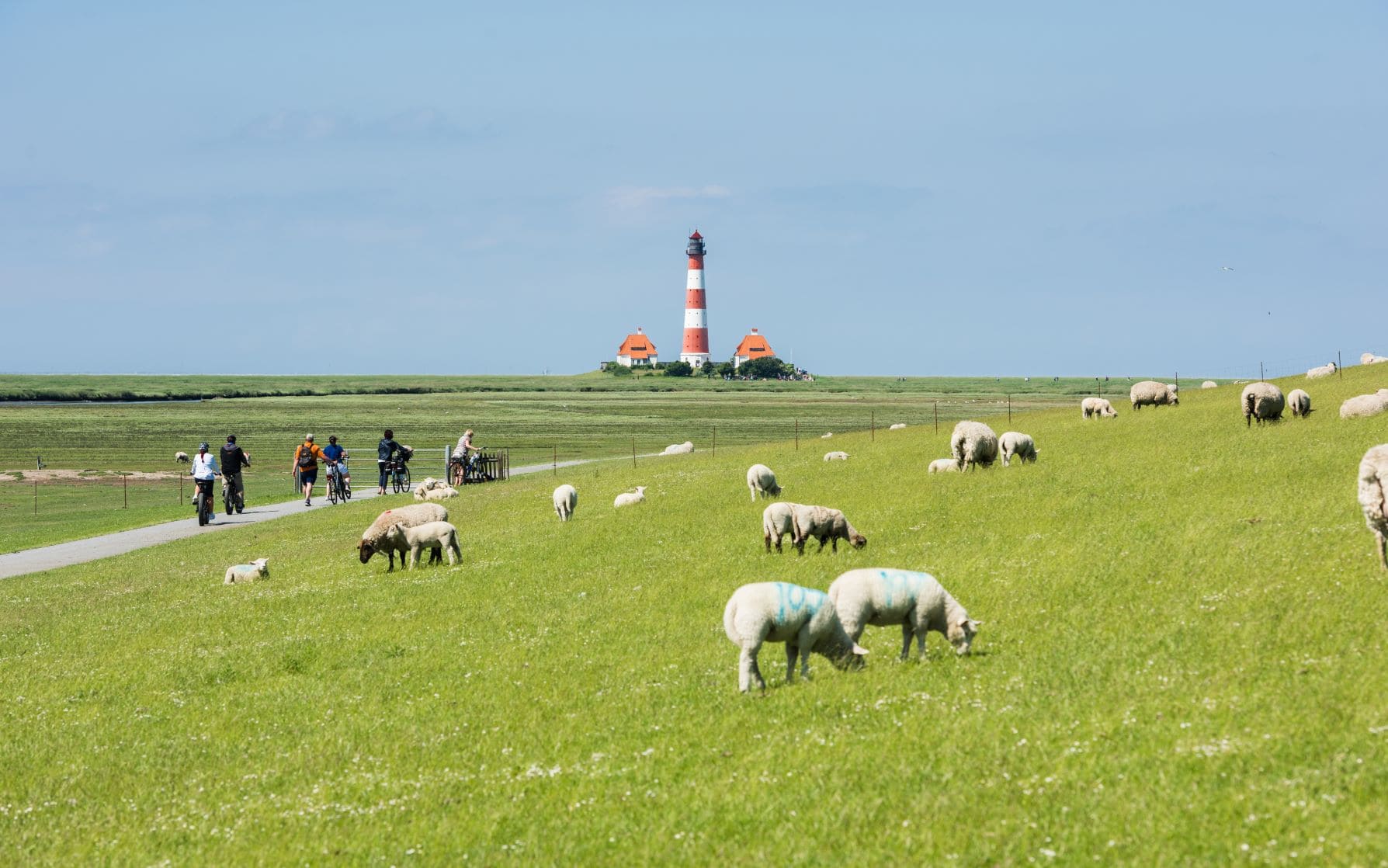 Schafe auf einer Wiese an der Nordsee