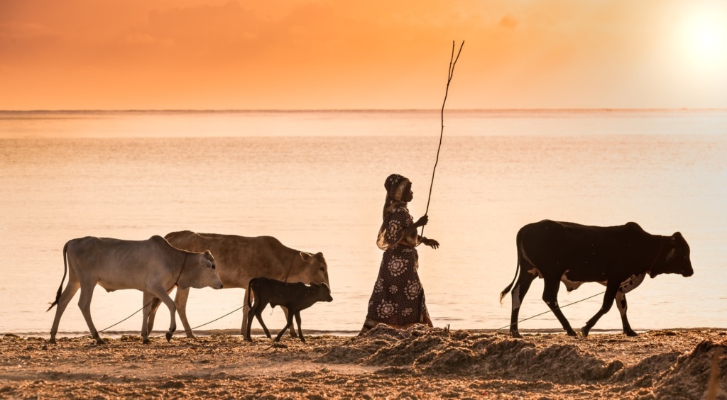 Frau und drei Rinder am Strand in Tansania 