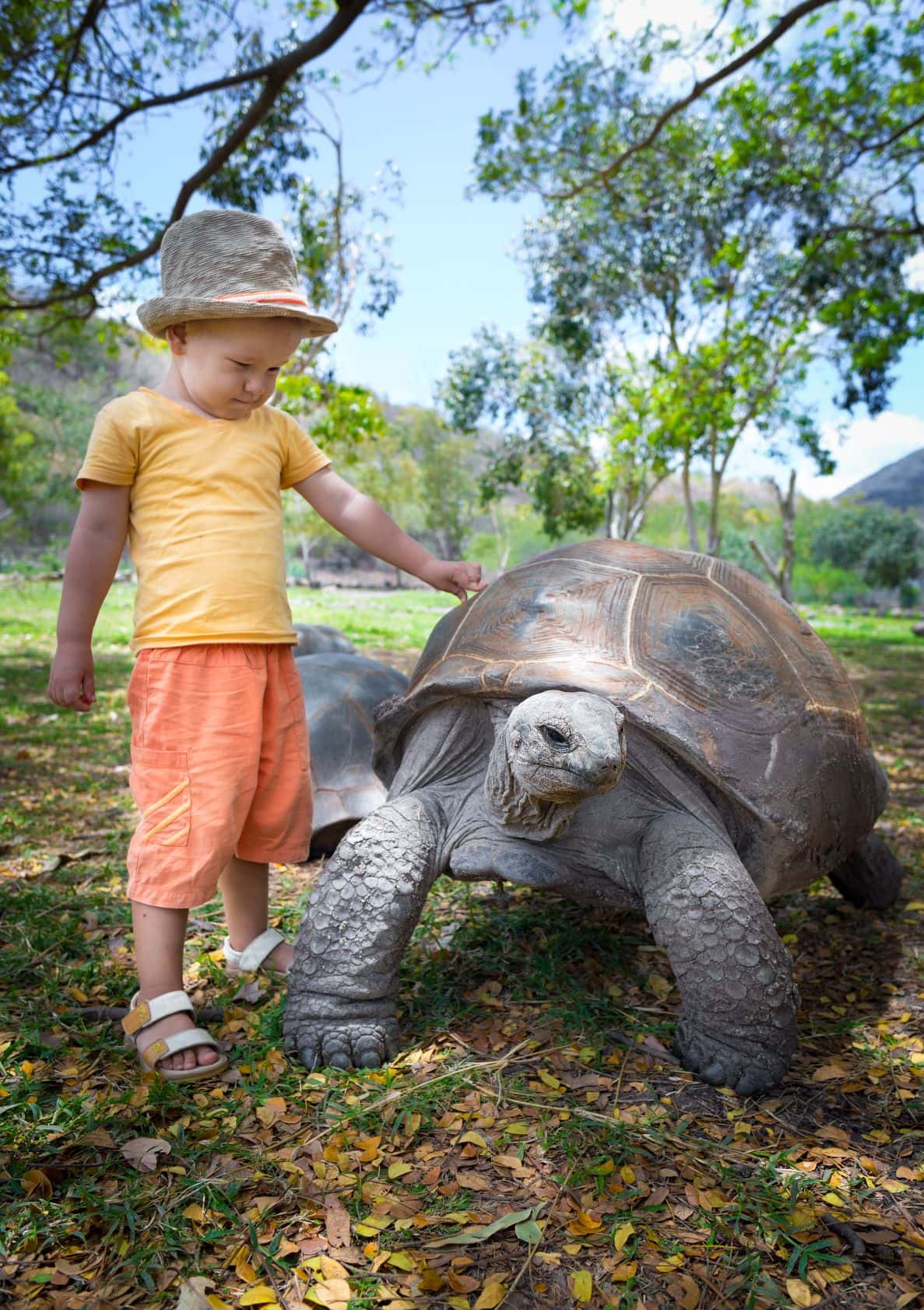 Kind streichelt Riesenschildkröte