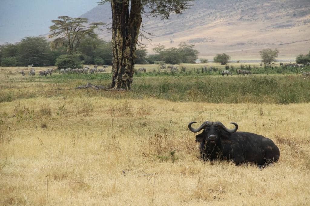 Schwarzer Büffel liegt auf Wiese in Tansania