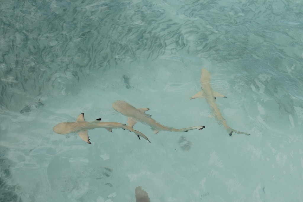 Angst vor Haien sollte man beim Schnorcheln auf den Malediven nicht haben.