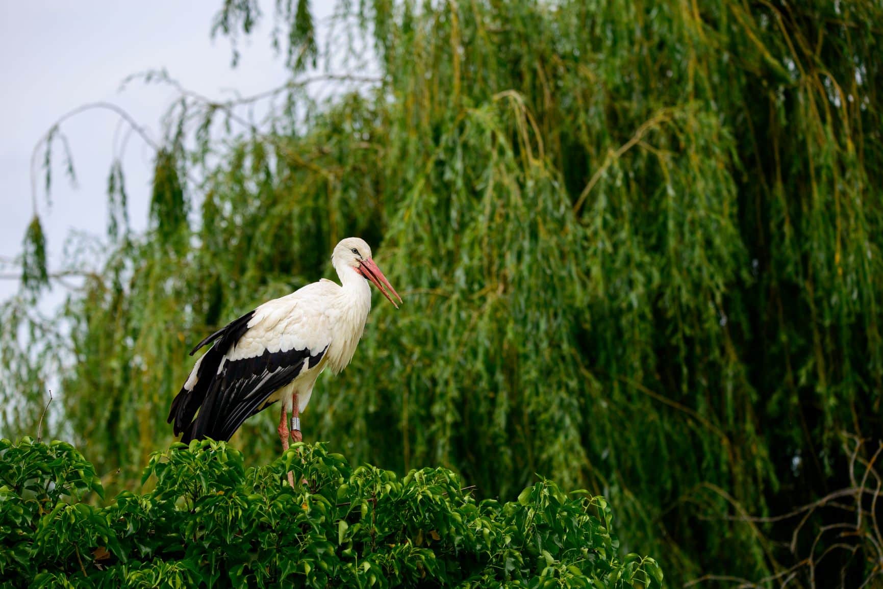 Storch im Naturpark Hunawihr