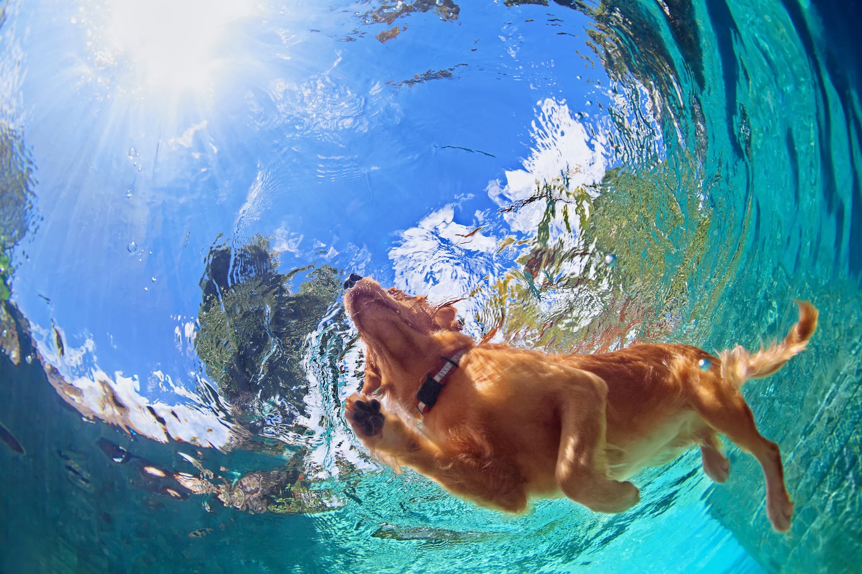 Ein kleiner Hund schwimmt in einem Pool, aufgenommen unterwasser.