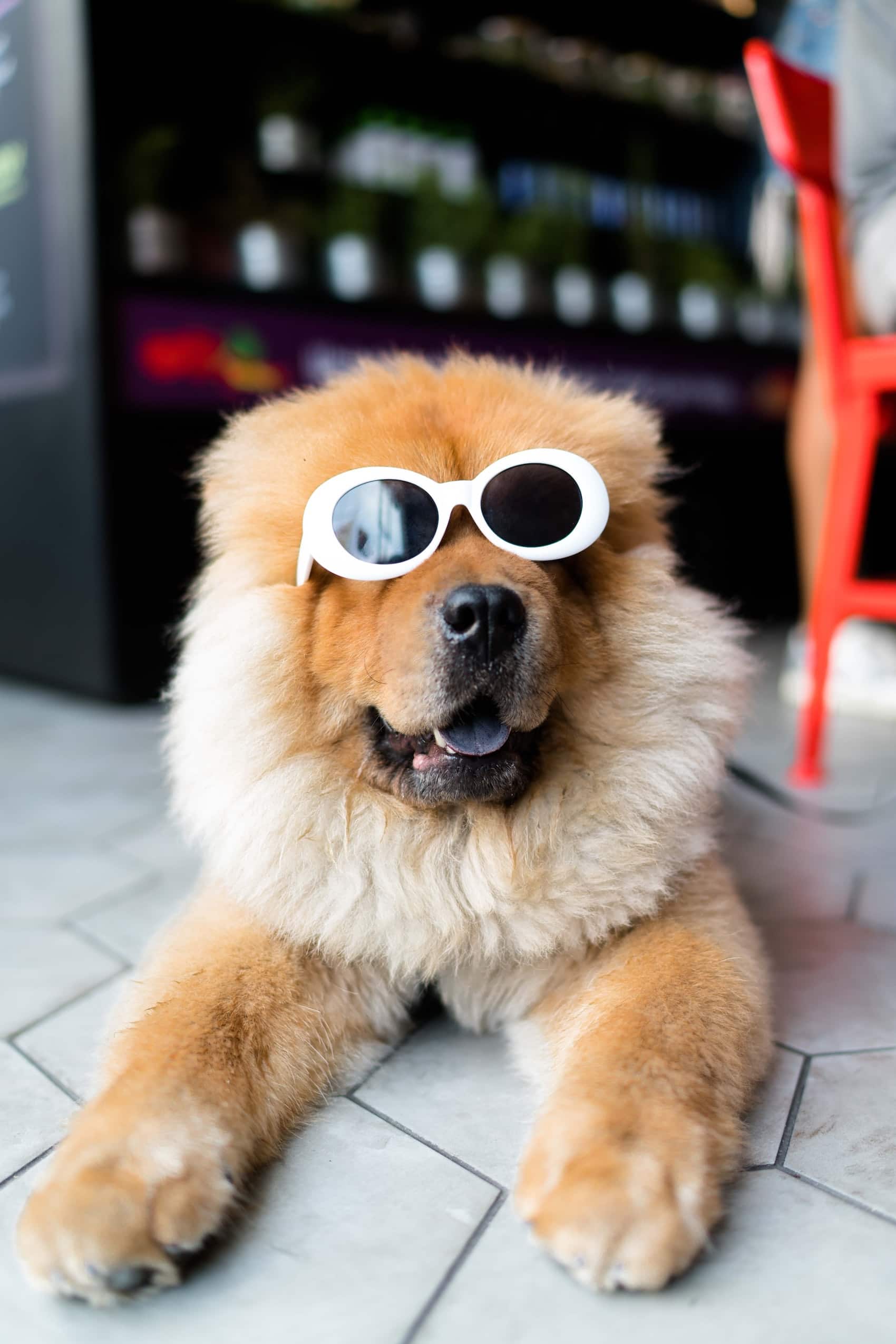 Ein großer, zotteliger Hund trägt eine Sonnenbrille.