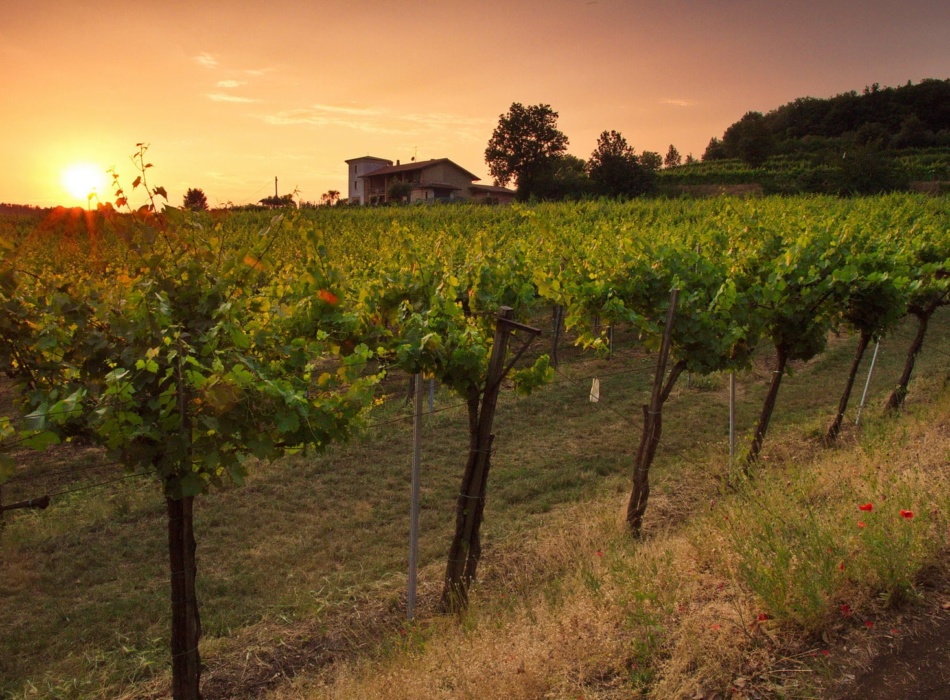 Typisch Lombardei: Schaumwein aus Franciacorta - reisen ...