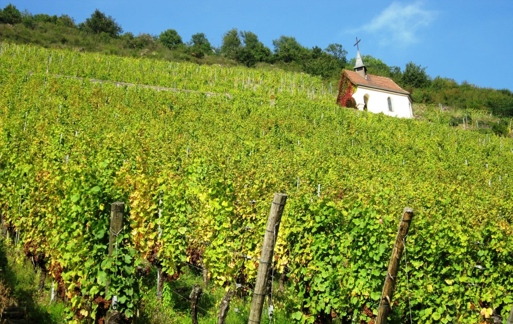 Kleine Kirche an einem Weinhügel im Elsass