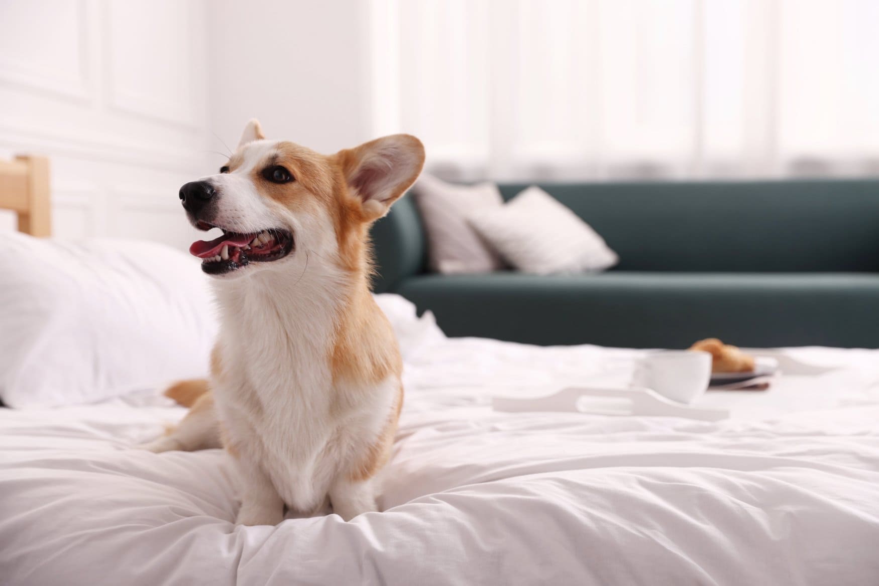 Corgi sitzt auf einem weißen Bett in einem hellen Hotelzimmer, im Hintergrund ein grünes Sofa und ein Frühstückstablett mit Tasse und Gebäck.