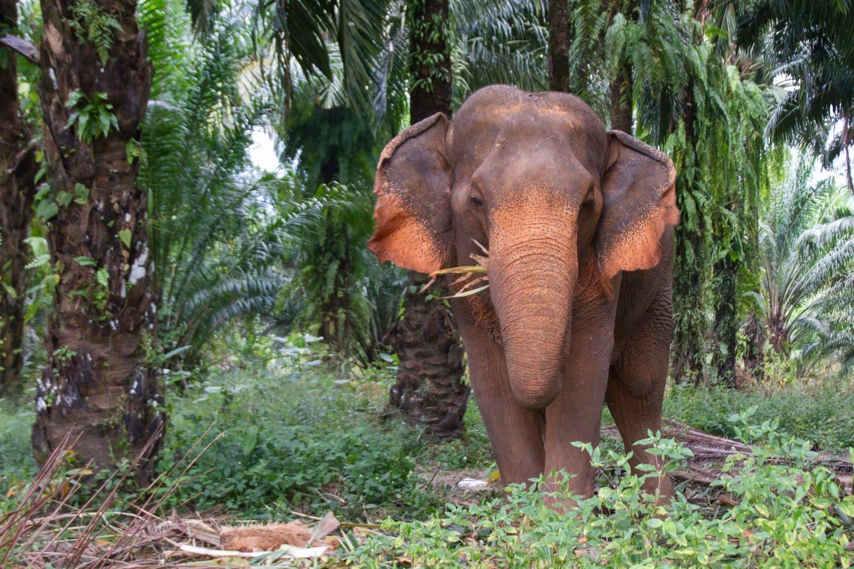 Ein Elefant im Dschungel in Thailand; mit seinem Rüssel schiebt er sich einige grüne Äste ins Maul