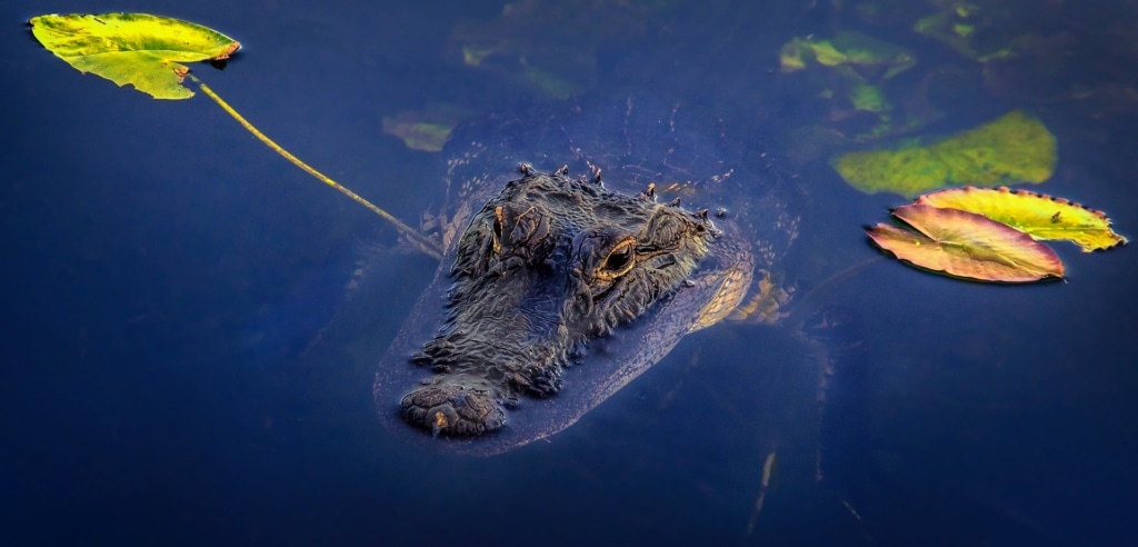 Aligator in den Everglades in Florida 