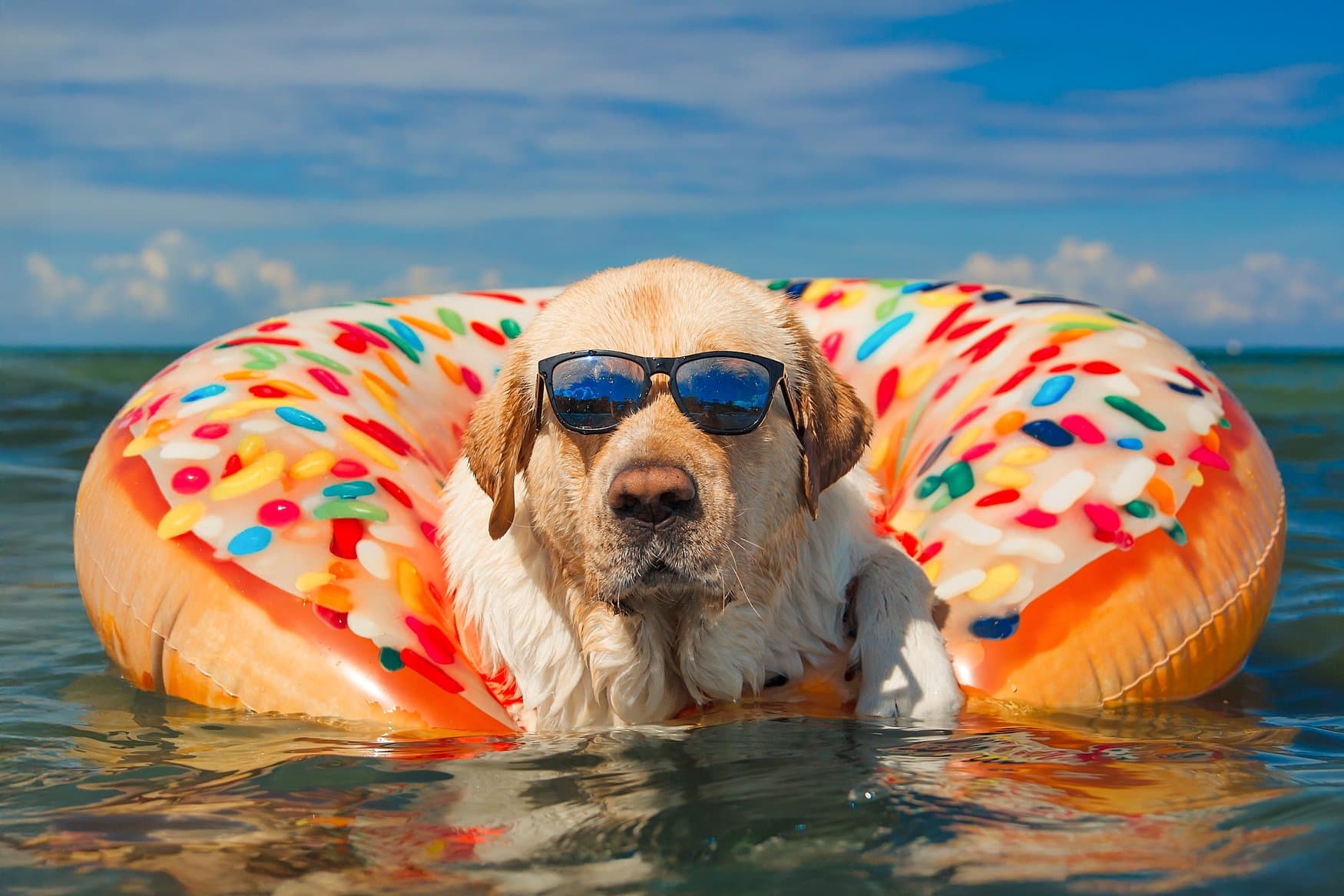 Labrador mit Sonnenbrille liegt in einem bunten Schwimmring in Donutform im Meer, dahinter blauer Himmel mit Schleierwolken.