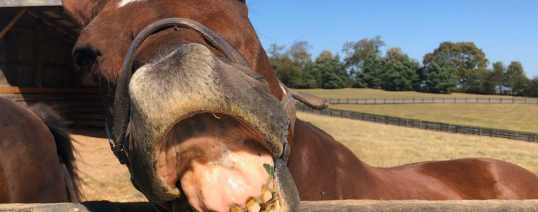 Pferd zeigt Zähne im Altersheim für Rennpferde in Kentucky