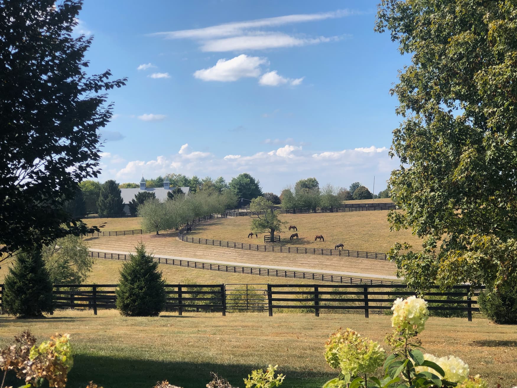 Weiden der Pferdezucht Coolmore in Kentucky
