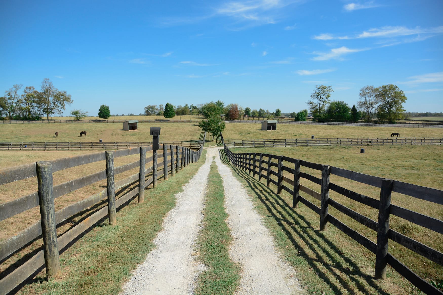 Pferde grasen auf der Old Friends-Farm in Kentucky