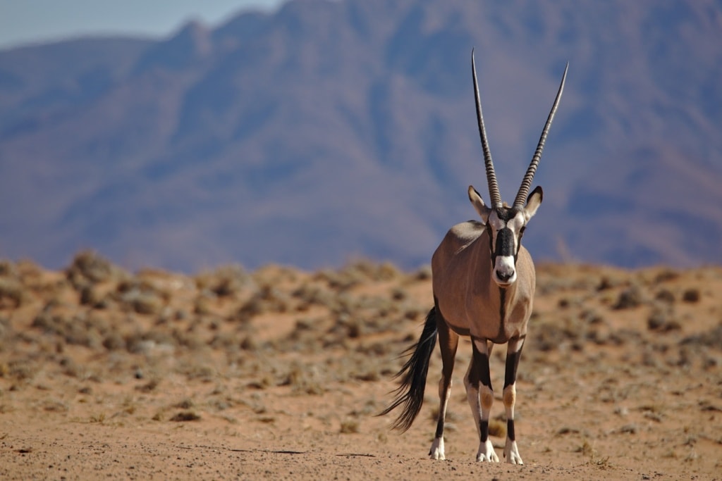 Ein Oryx streift durch die einsame Landschaft Namibias.