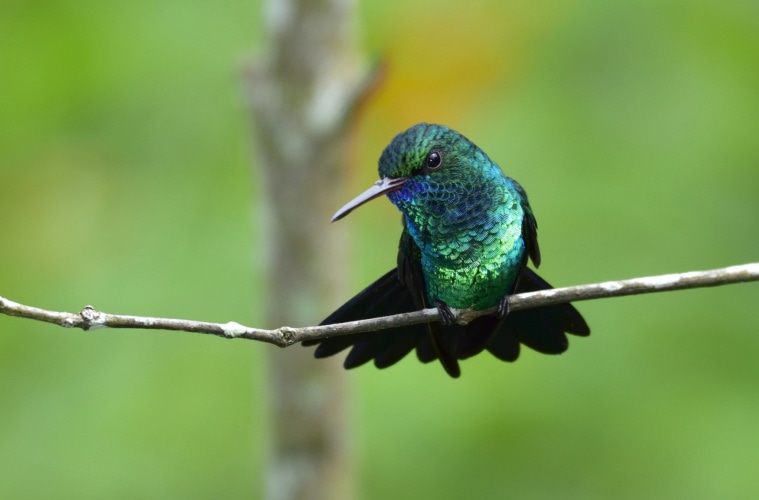 Türkisfarbener Kolibri sitzt auf einem Ast