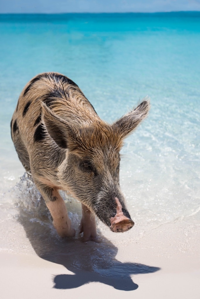 Schwein spaziert aus Ozean