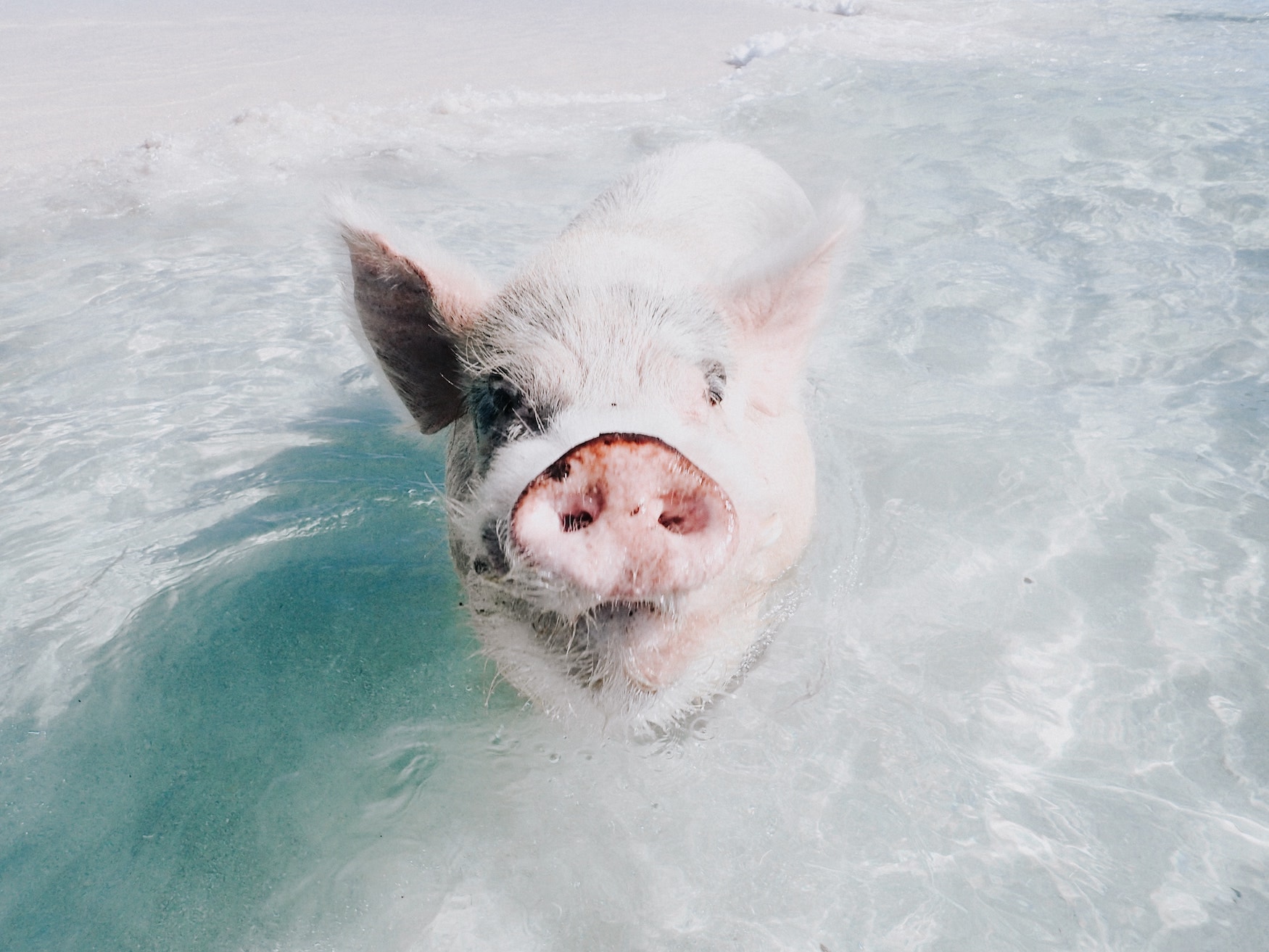 Schwein schwimmt in Meer auf den Bahamas