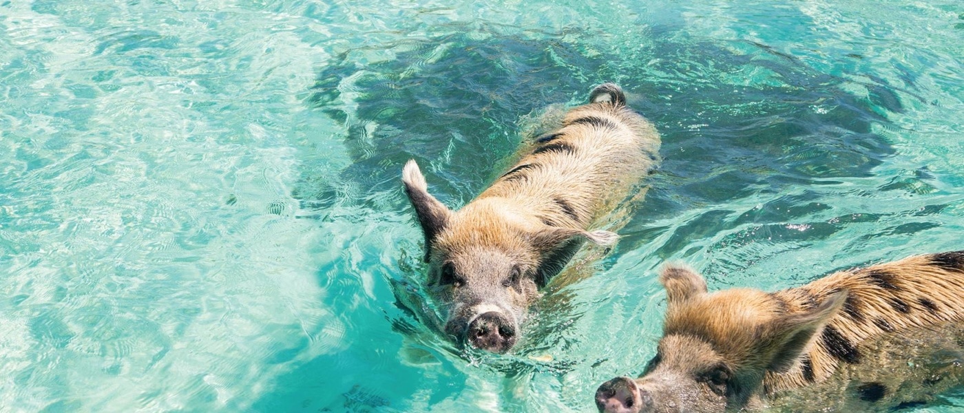 Zwei Schweine schwimmen im Meer der Karibik