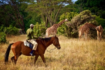 Ranger auf einem Pferd, im Hintergrund Giraffen