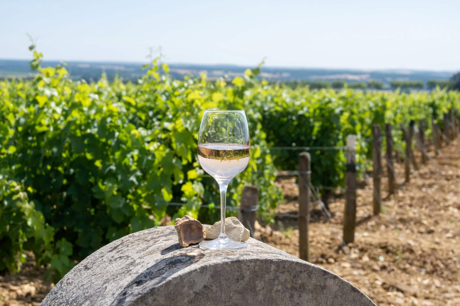 Ein Glas Weiswein steht auf einem Stein in einem sonnigen Weinberg.