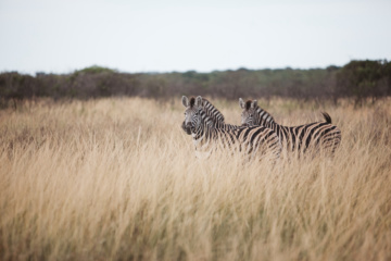 Zebras grasen in südafrikanischer Landschaft