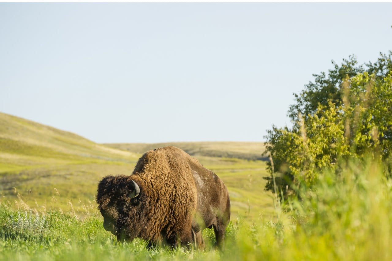 Bison auf einer Wiese im Grassland National Park in Saskatchewan