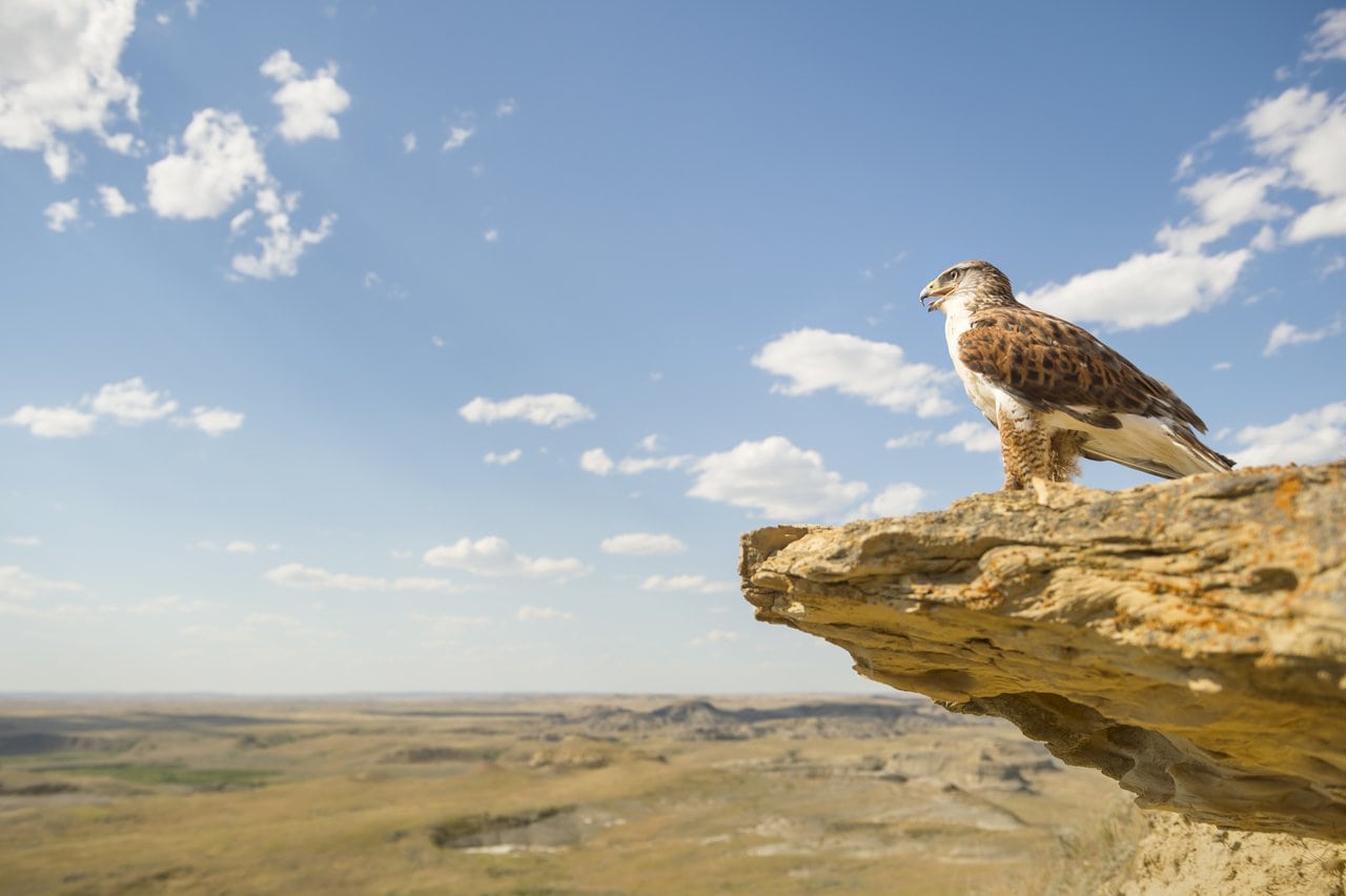 Adler sitzt auf einem Felsvorsprung im Grasslands Nationalpark