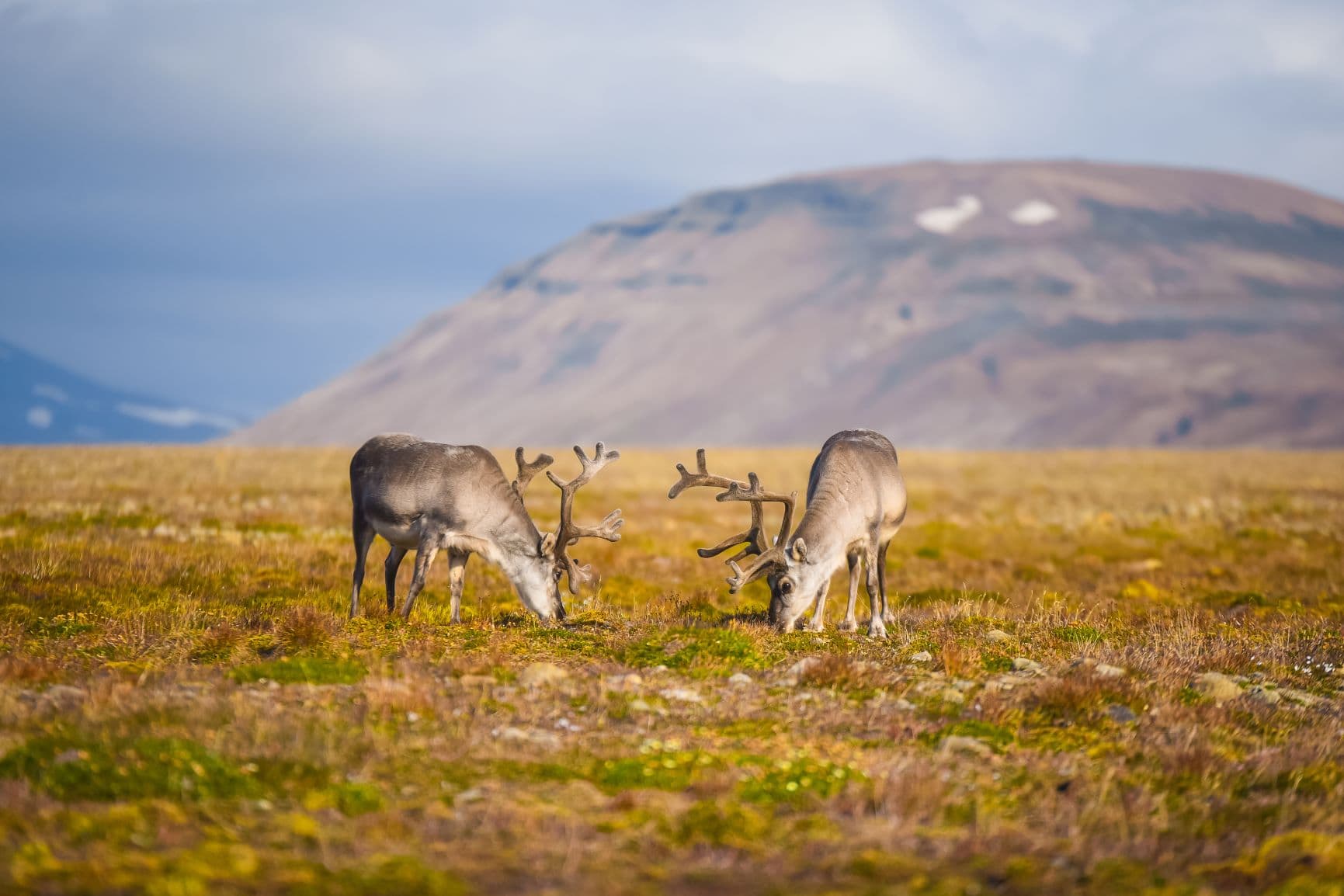 Rentiere grasen auf einer Wiese in Norwegen 