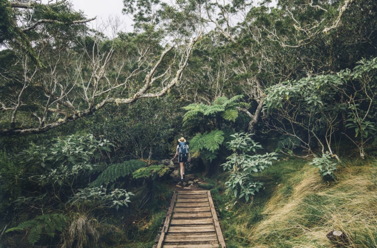 Frau beim Wandern durch dichten Wald auf La Réunion
